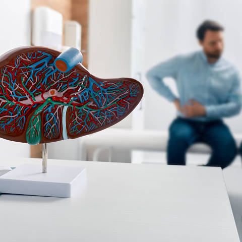 Liver anatomical model on doctor's table during hepatologist consultation for patient with side pain in background. Treatment liver diseases in medicine.Credito  Peakstock / AdobeStock DIREITOS RESERVADOS. NÃO PUBLICAR SEM AUTORIZAÇÃO DO DETENTOR DOS DIREITOS AUTORAIS E DE IMAGEM